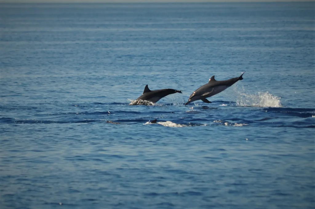 dolphins san carlos