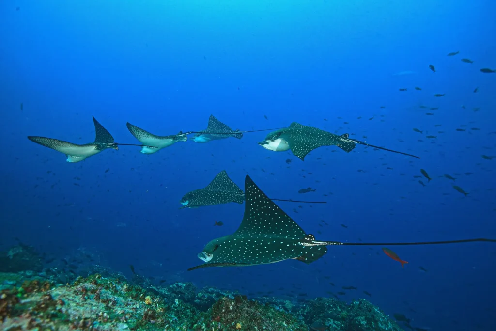 eagle rays