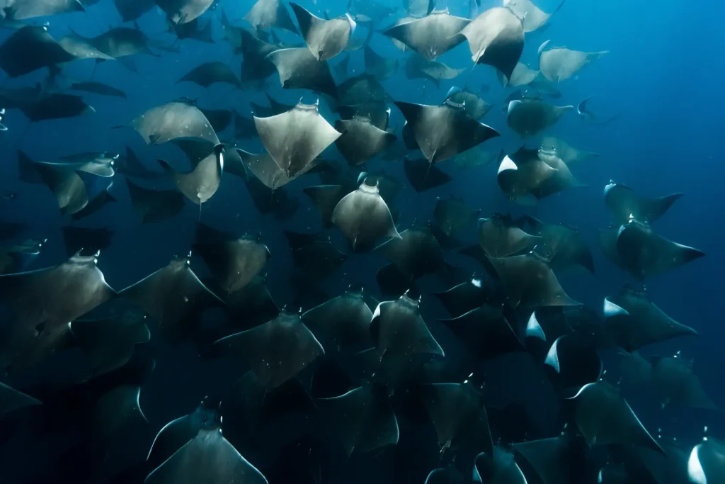 school of mobula rays in San Carlos, Mexico from above