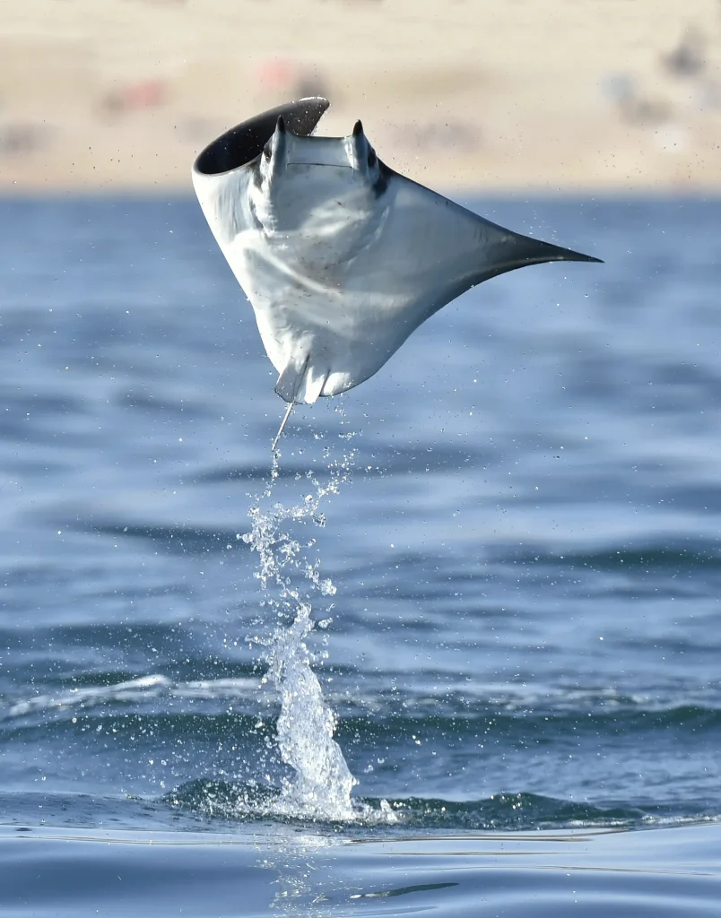 mobula ray jumping from water