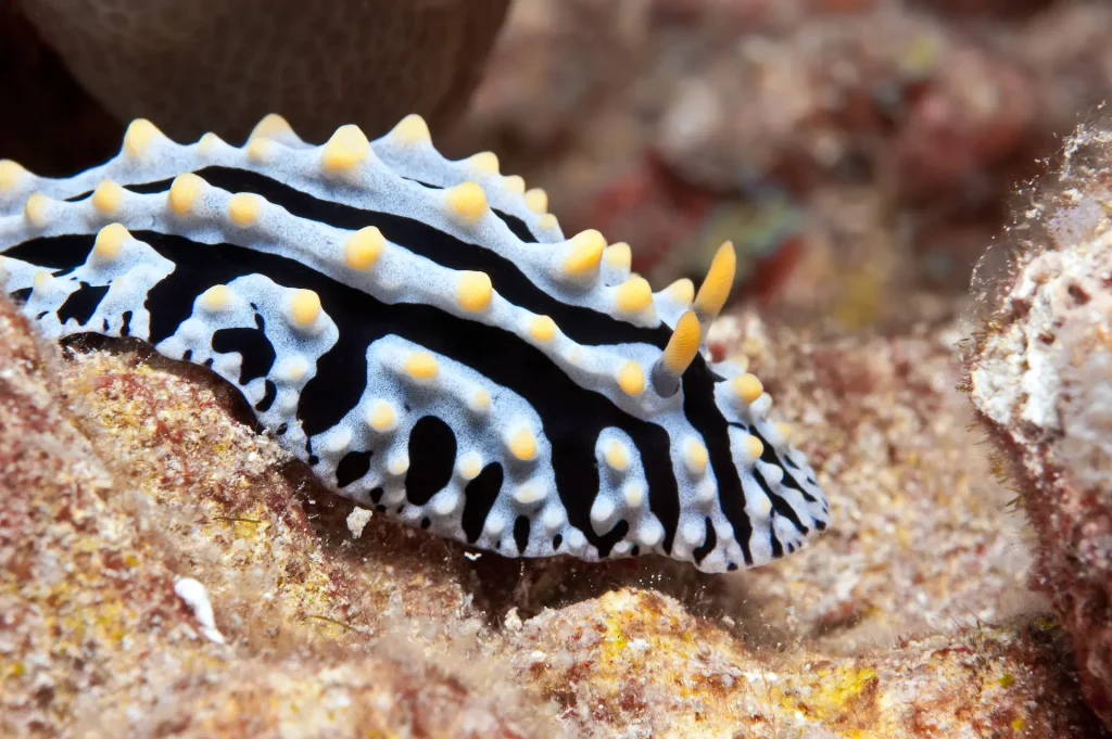 nudibranch in san carlos