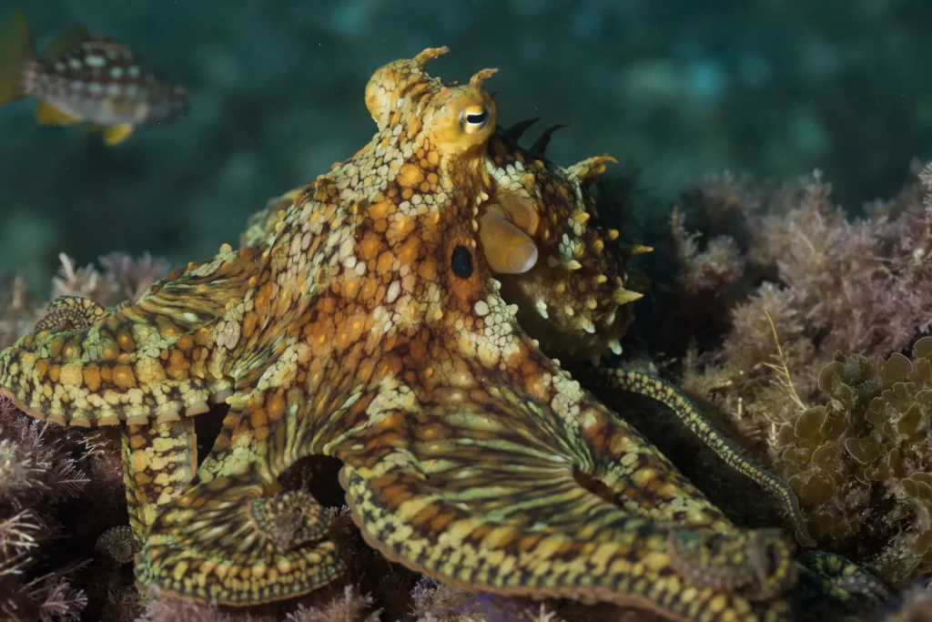 two spot octopus