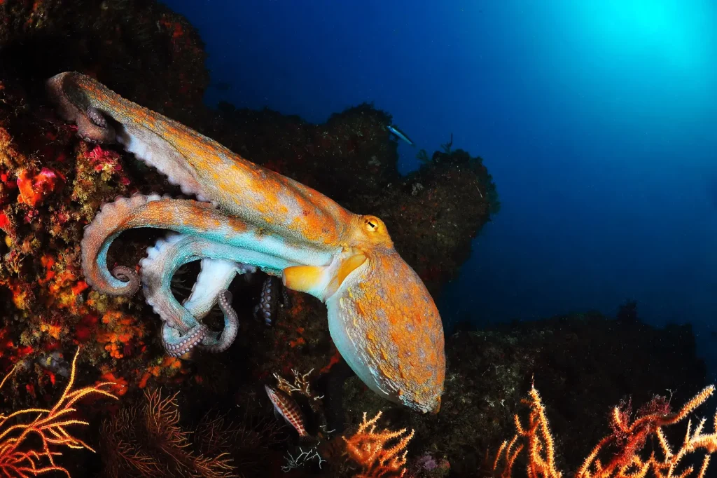 octopus