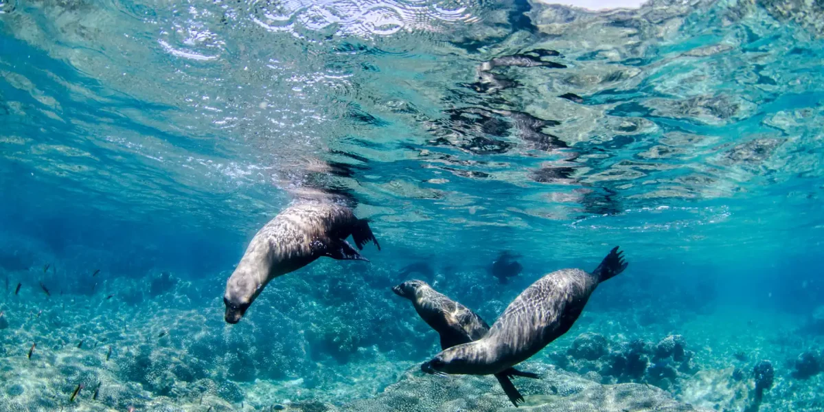 sea lion