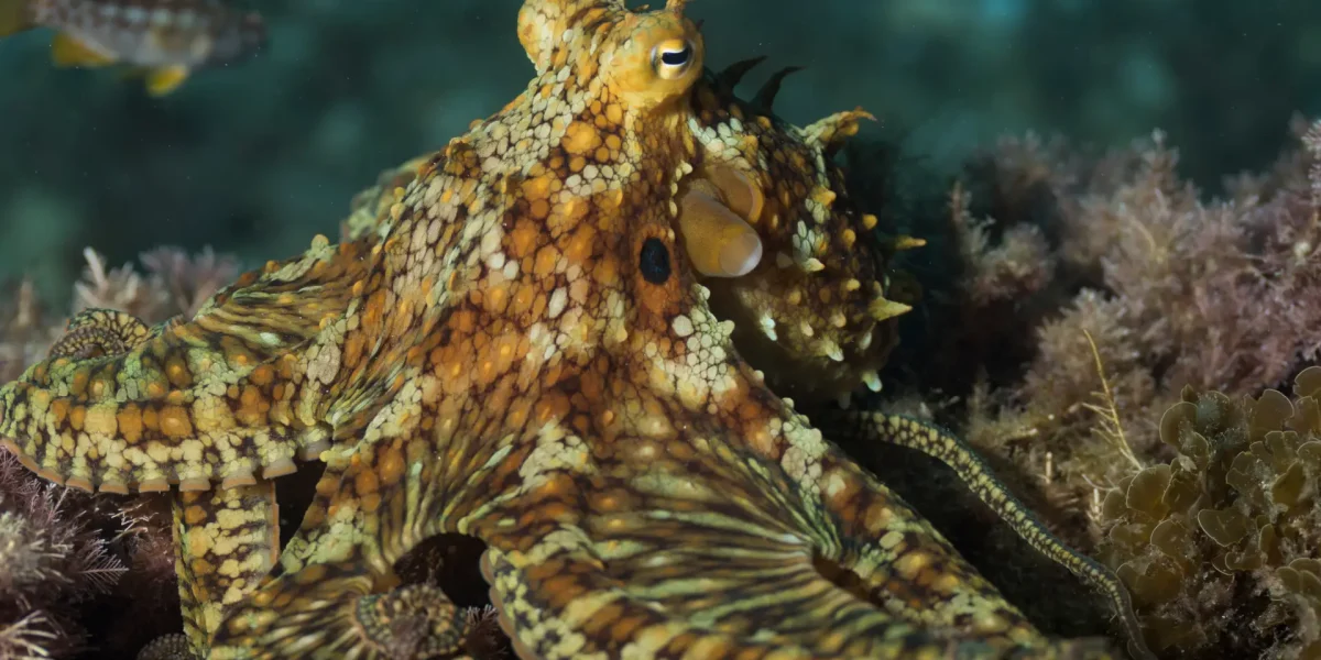 two spot octopus