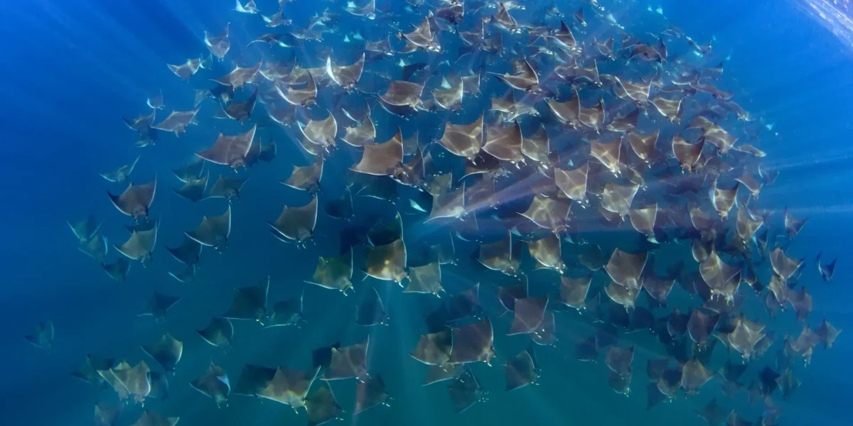 mobula rays in San Carlos
