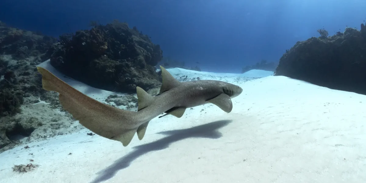 nurseshark