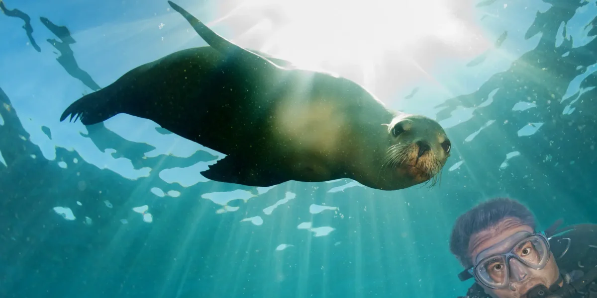 sea lions san carlos
