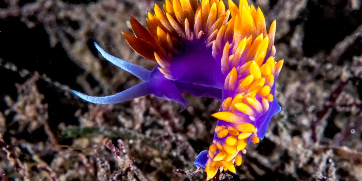 spanish shawl san carlos